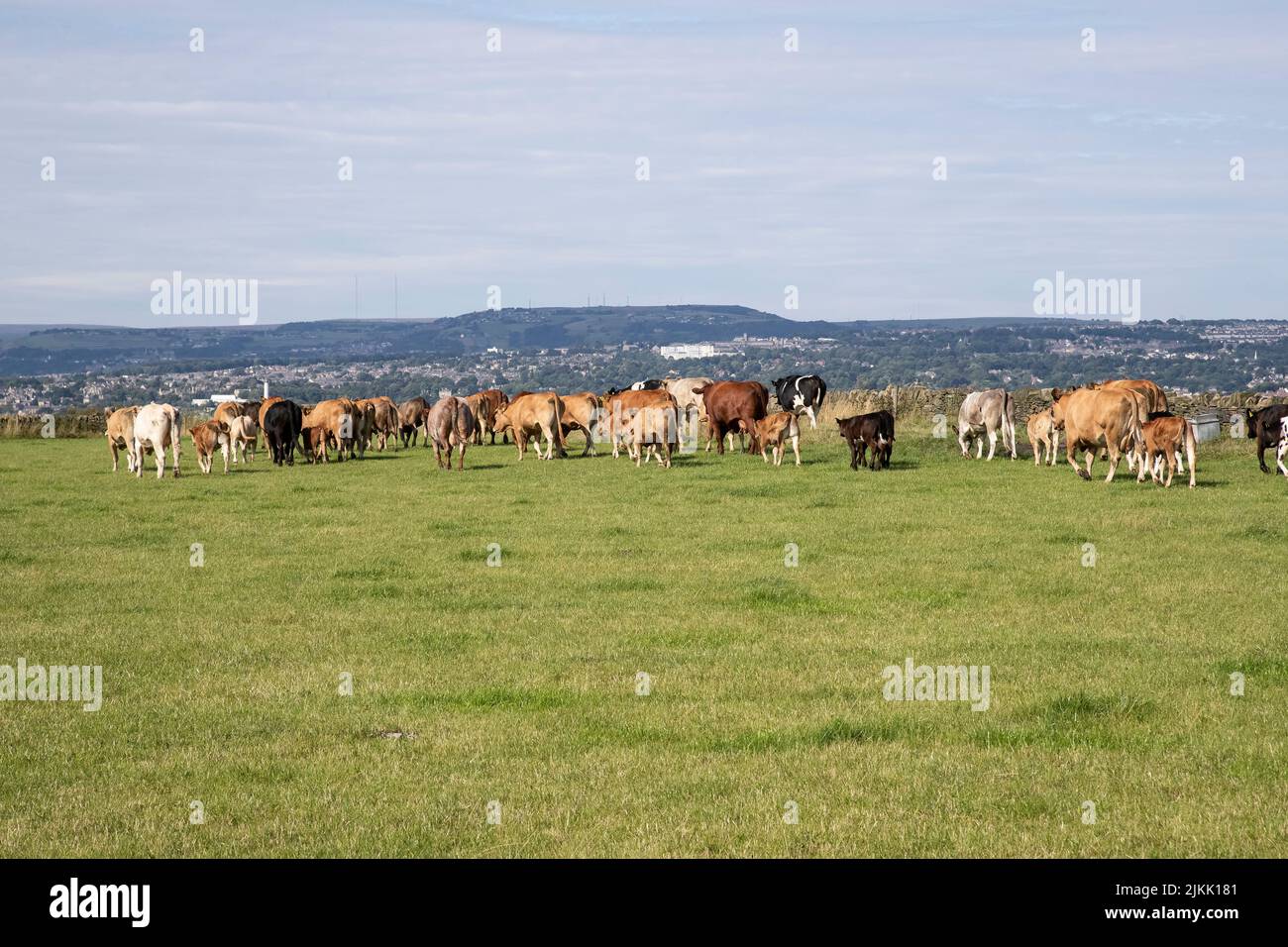 A herd of cattle being moved into a new field of fresh pasture in summer on the uplands of Huddersfield in West Yorkshire, U.K. Stock Photo