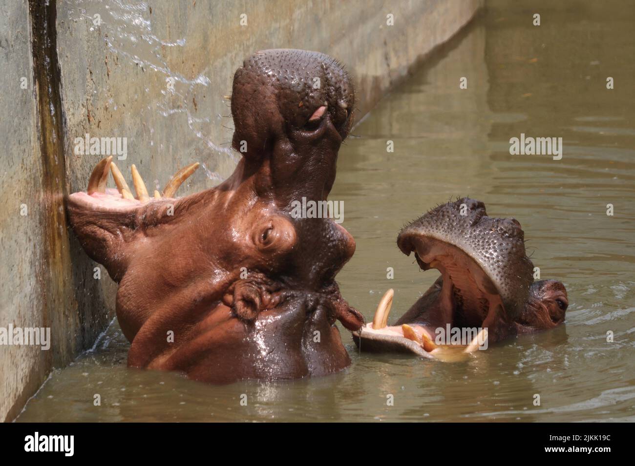A selective of hippos with open mouths in a pond in a zoo Stock Photo