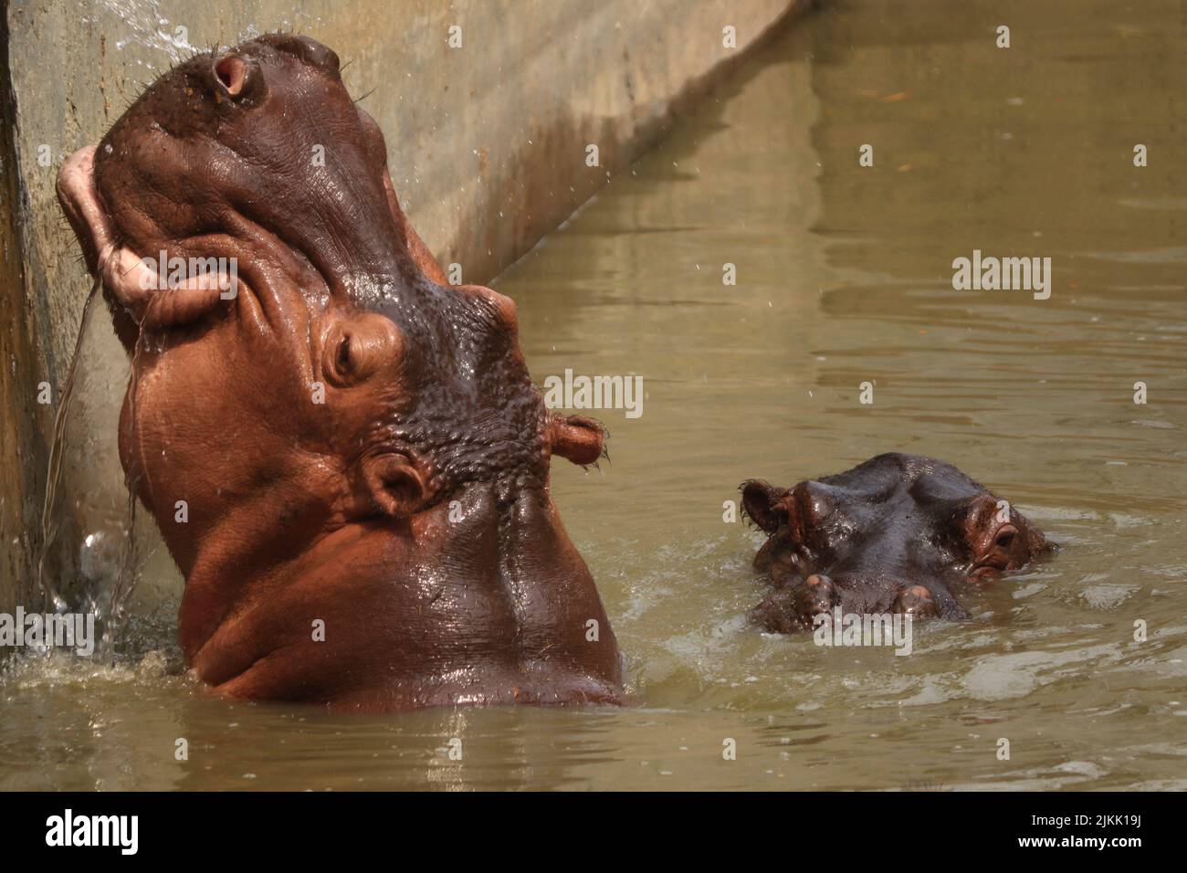 A selective of hippos in a pond in a zoo Stock Photo