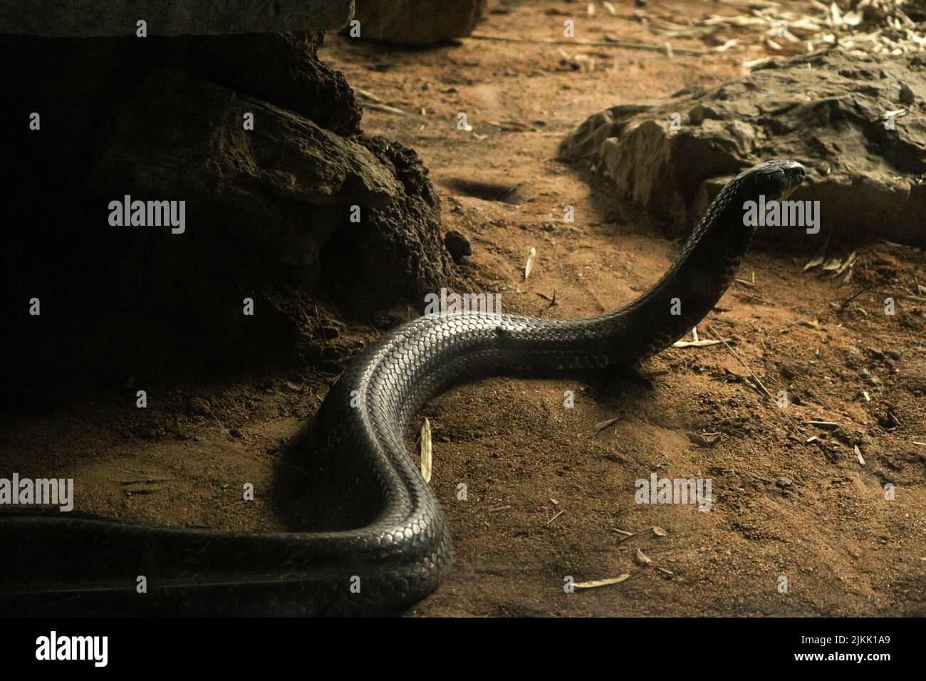king cobra habitat diorama