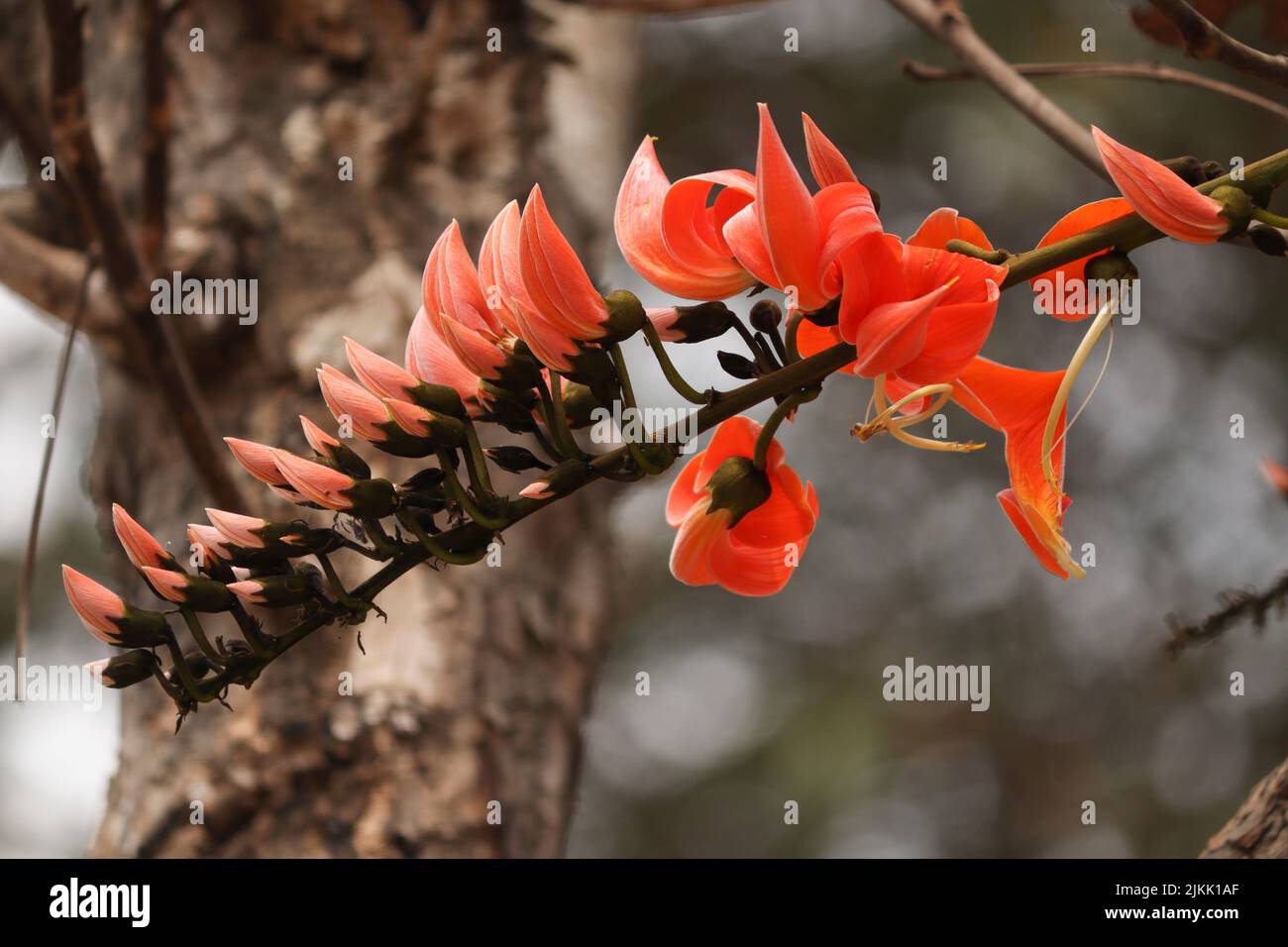 Erythrina flowers hi-res stock photography and images - Alamy