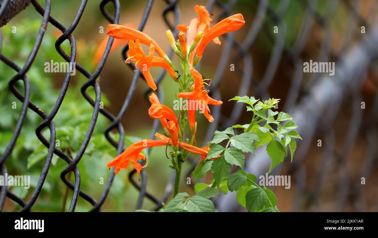 A selective focus shot of blooming Orange trumpetvine flowers in the garden Stock Photo