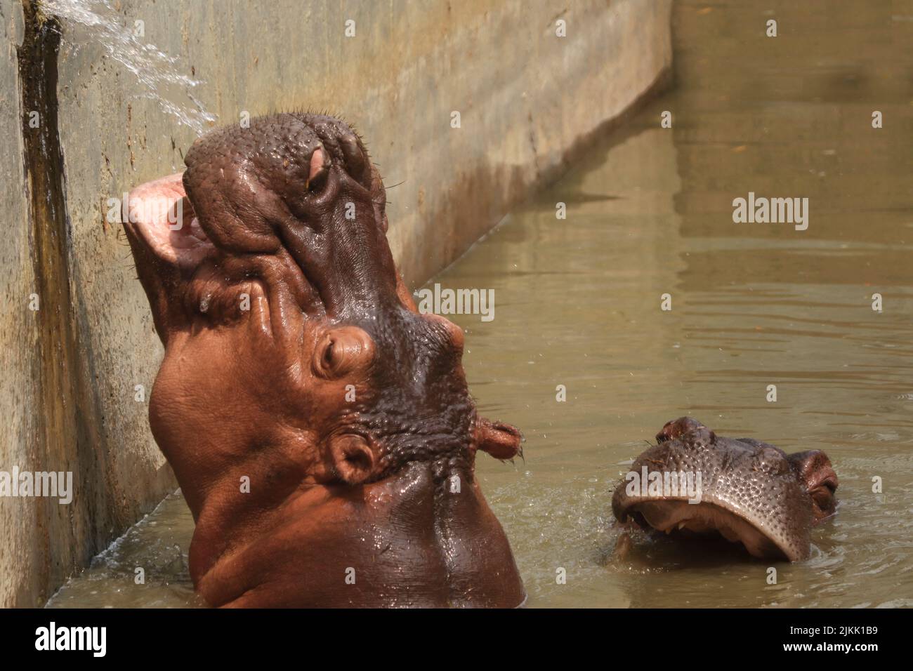Two big hippopotamuses with wide open mouths waiting for food in the lake in the zoo Stock Photo