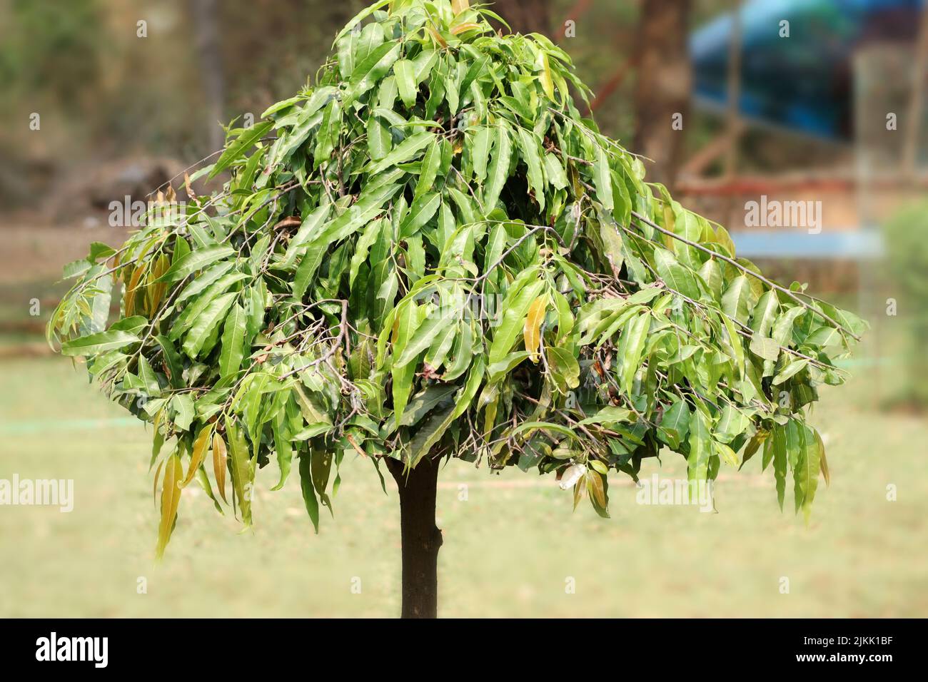 A selective of a green Polyalthia longifolia plant Stock Photo Alamy