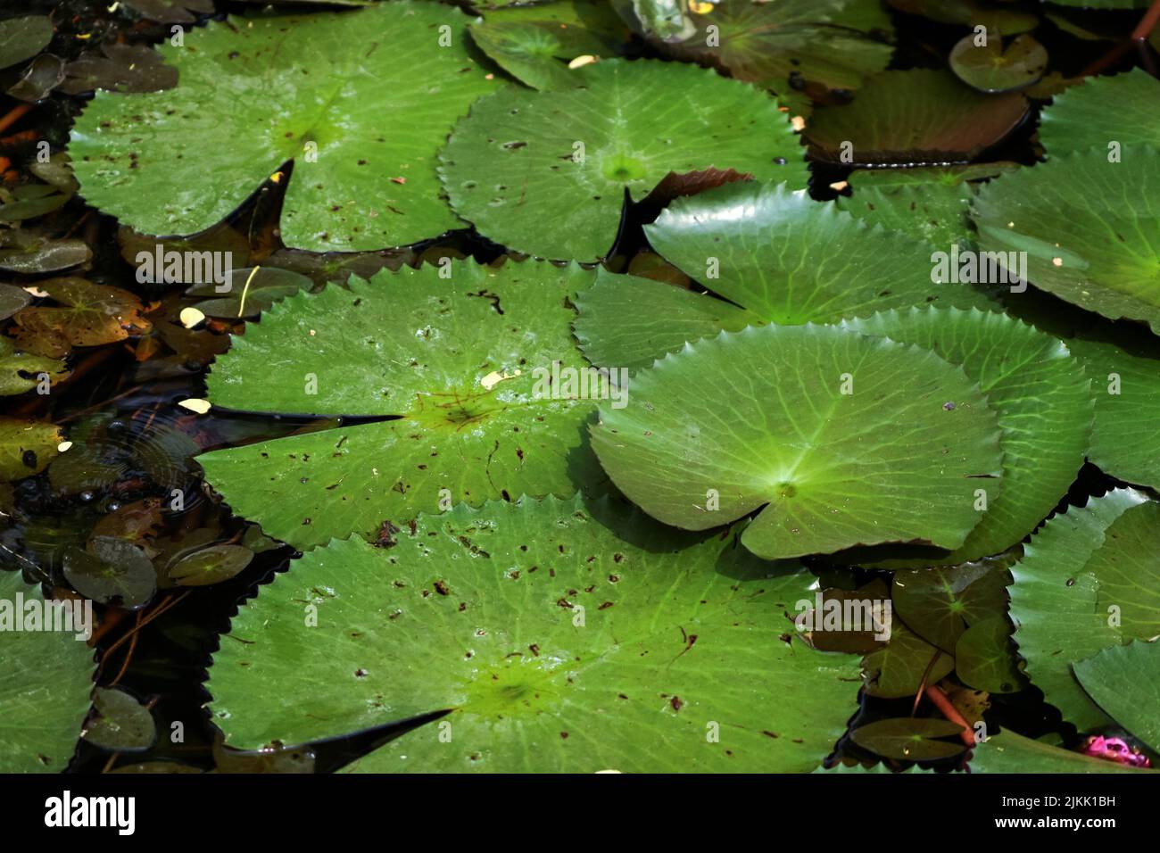 A closeup shot of lotus leaves in the water Stock Photo