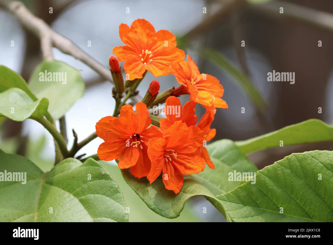 A selective of orange Cordia flowers Stock Photo