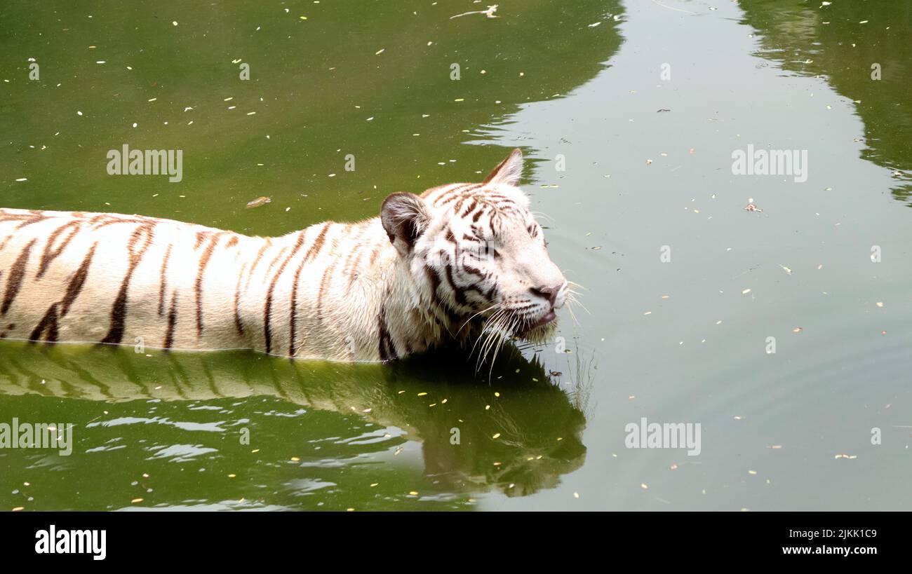 A white tiger walking in the water of pond in safari on a sunny day in summer Stock Photo