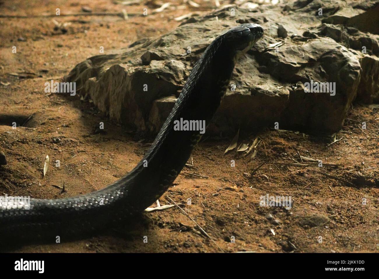 A selective of a king cobra (Ophiophagus hannah) near a stone Stock Photo