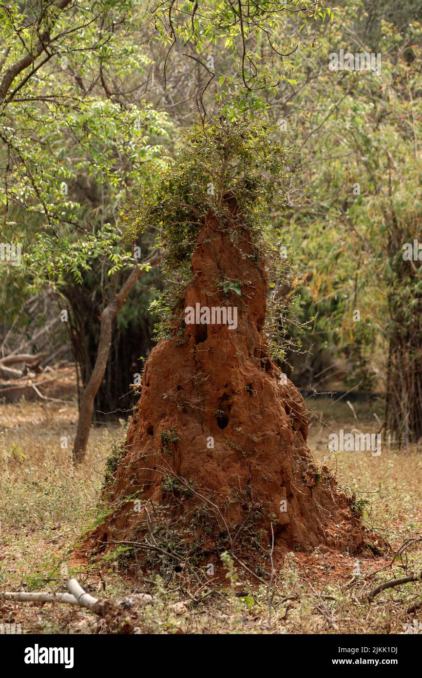 A selective of a heaped anthill in a forest Stock Photo
