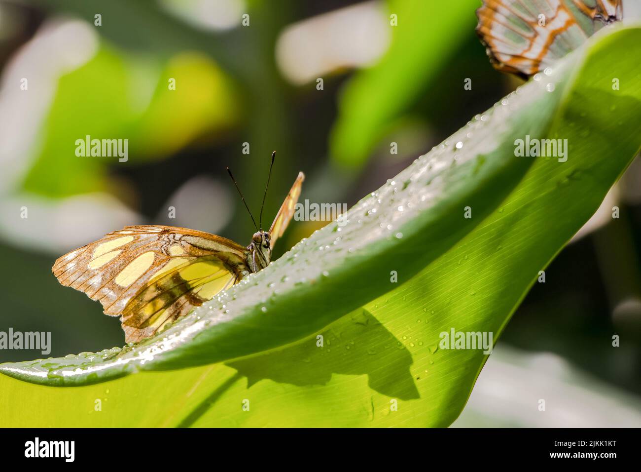 A shallow focus shot of two malachite butterflies standing on a green plant leaf in bright sunlight with blurred background Stock Photo