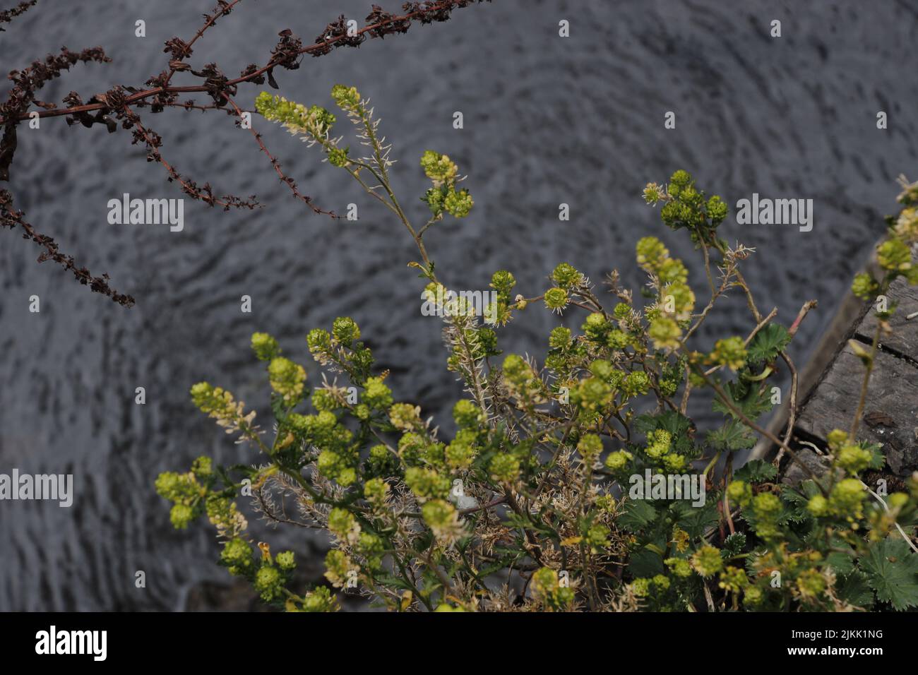 Closeup shot beautiful alyssum hi-res stock photography and images - Alamy