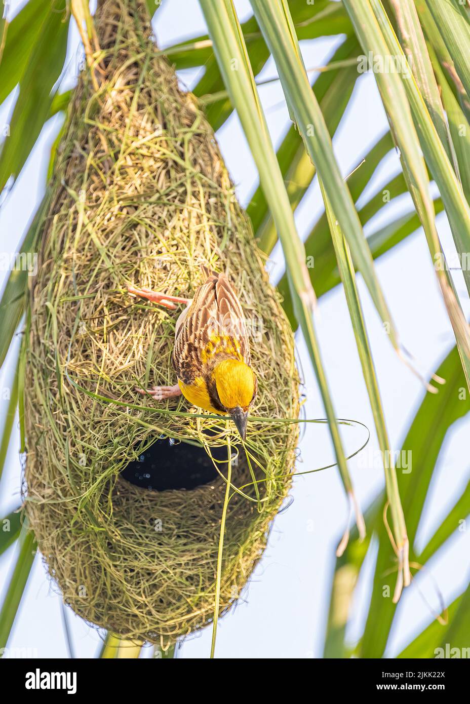 A weaver bird weaving its nest on a tree Stock Photo
