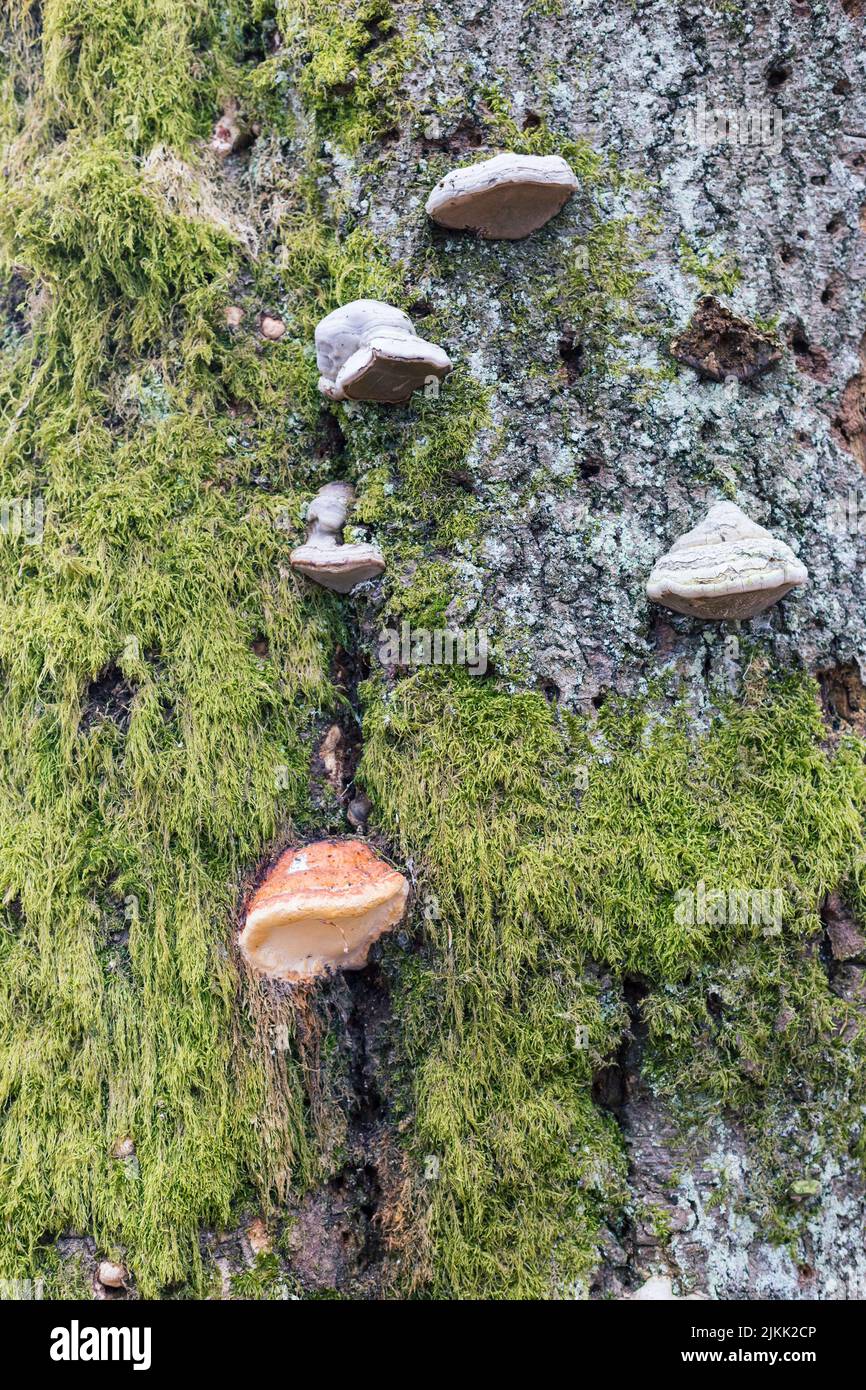 A vertical closeup of False aspen tinder fungus (Phellinus tremulae) on the bark of a tree Stock Photo