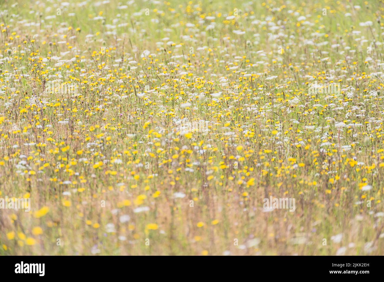 A scenic view of a field of tiny yellow and white flowers on a sunny day Stock Photo