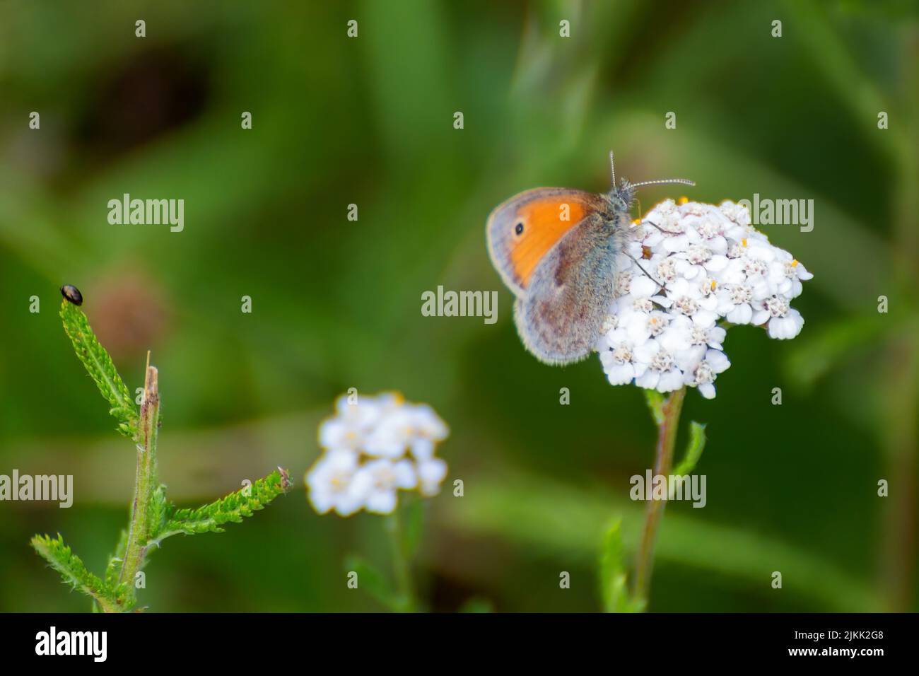 A closeup of a Small heath sitting a white Wild carrot plant on a green background Stock Photo