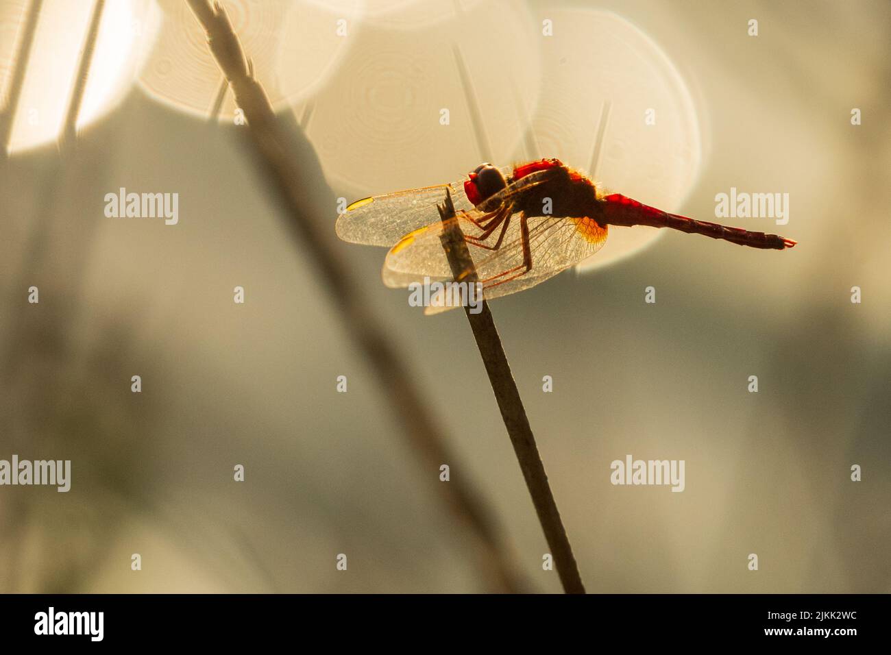 A red male dragonfly / graphic / artistic Stock Photo - Alamy
