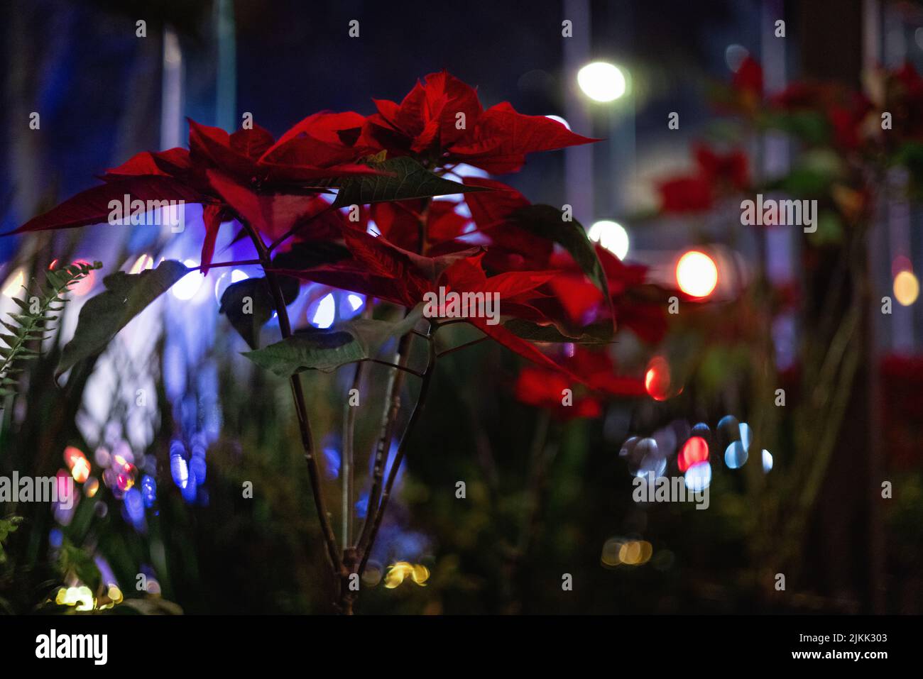 A beautiful shallow focus of red Poinsettia with bokeh blurred light s at night Stock Photo