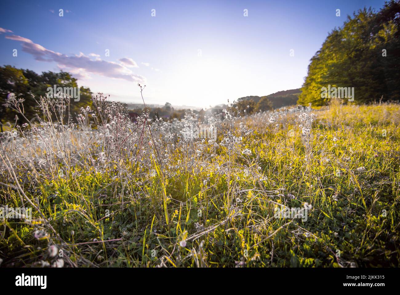A beautiful green meadow with Herbaceous with sunny light cloudy in the blue sky Stock Photo