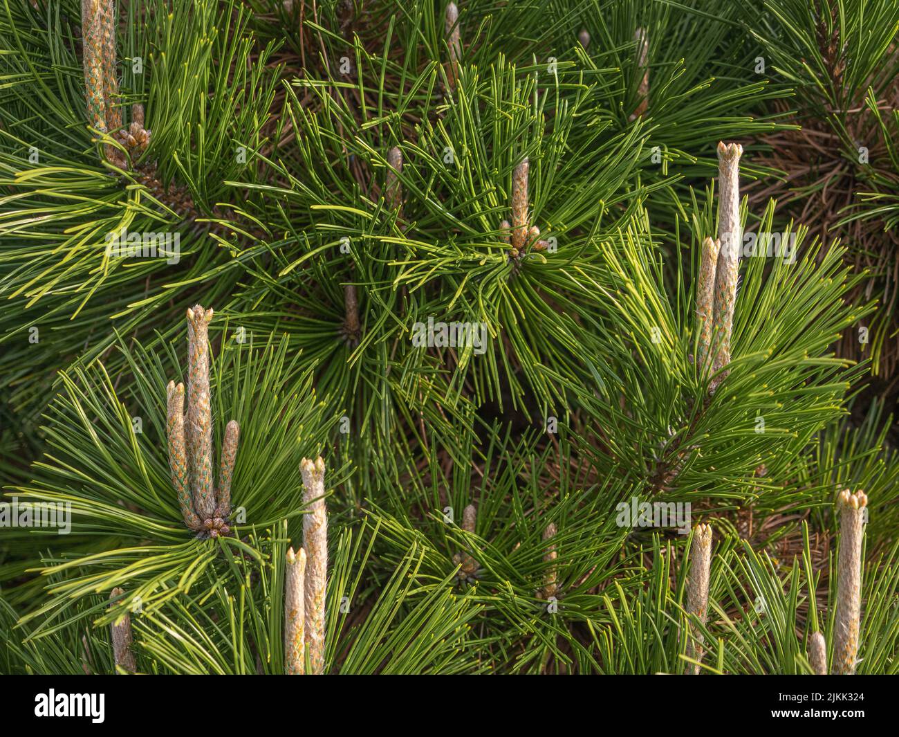 Asian pine tree with green leaves and seeds at sunrise Stock Photo - Alamy