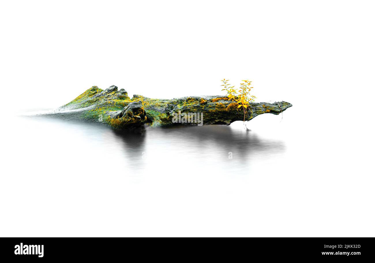 A River green of driftwood with plants isolated on a white background Stock Photo