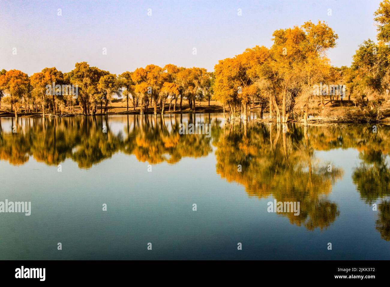 The trees on the lakeshore of Lop Nor Lake with visible reflections on the water on a beautiful sunny day in Xinjiang, China Stock Photo