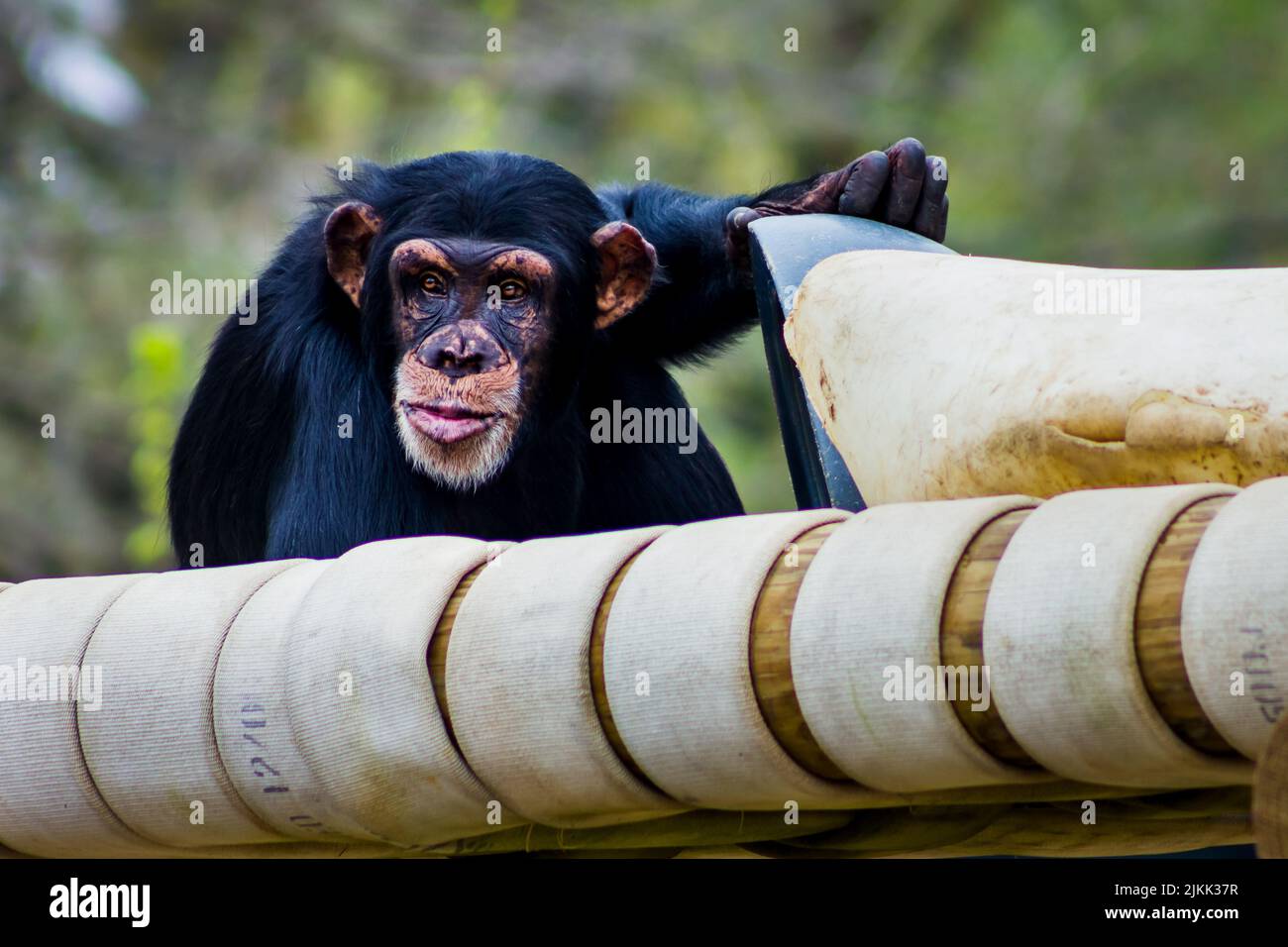 A shallow focus of a Chimpanzee,  monkey, pet animal in the zoo with blurred trees Stock Photo