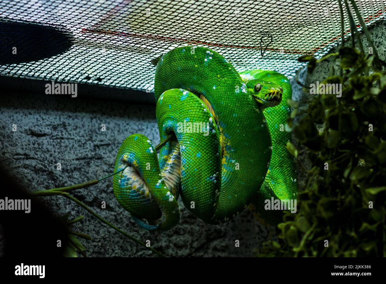 A beautiful shot of green tree python hanging on an artificial plant in ...