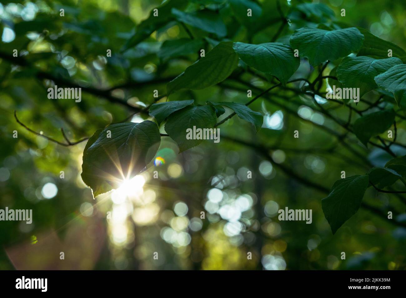 A beautiful view of the sun flare on green leaves in the forest with blurred background Stock Photo