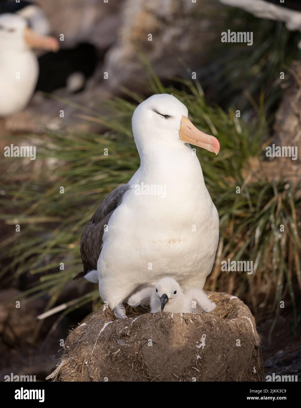 Over 70% of the global population of the the black-browed albatross ...