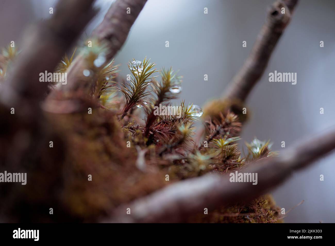 A closeup of rain drops on branches with leaves Stock Photo