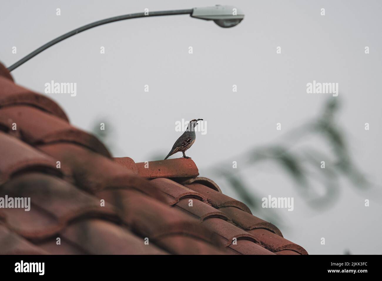 Bird on street light hi-res stock photography and images - Alamy