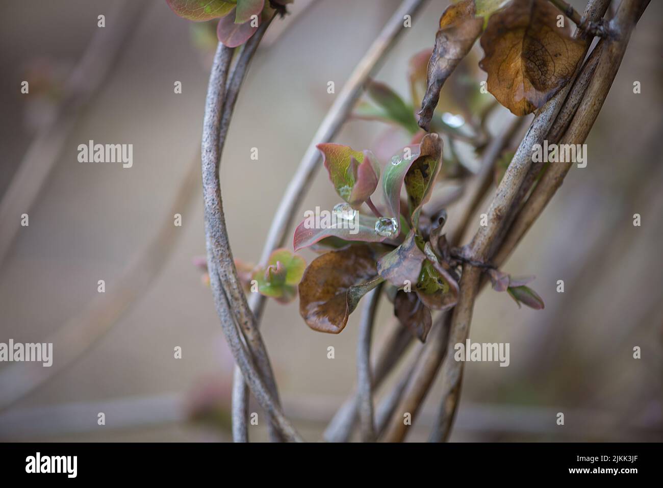 A closeup of rain drops on branches with leaves Stock Photo
