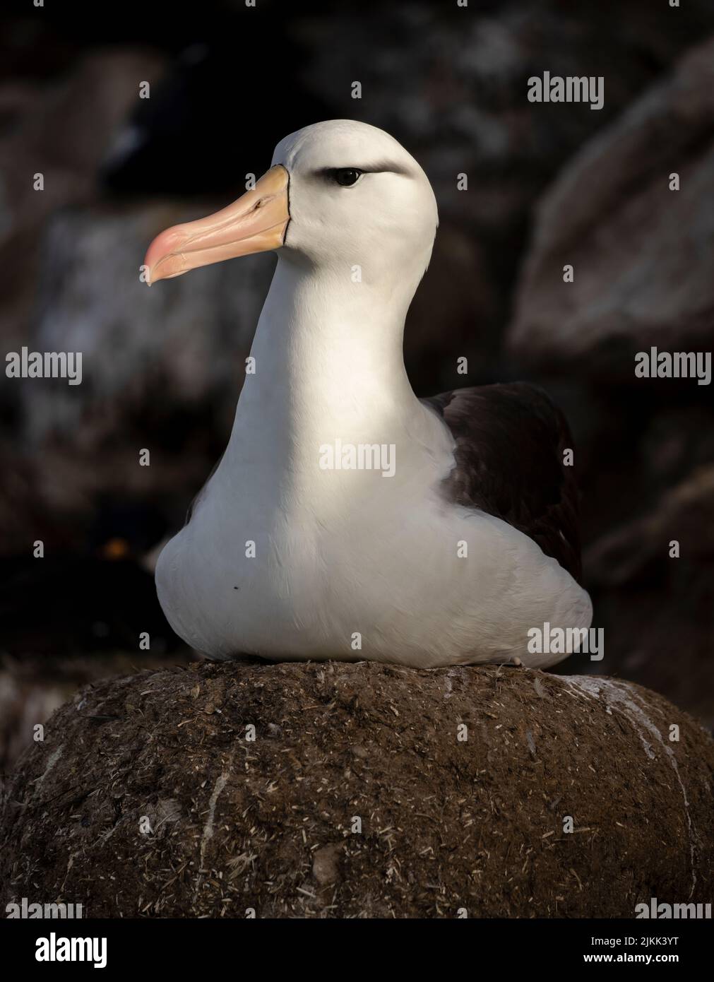 Over 70% of the global population of the the black-browed albatross ...