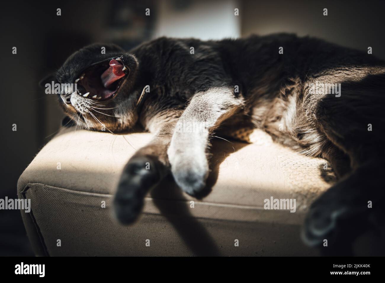 Cute cat on sofa hi-res stock photography and images - Alamy