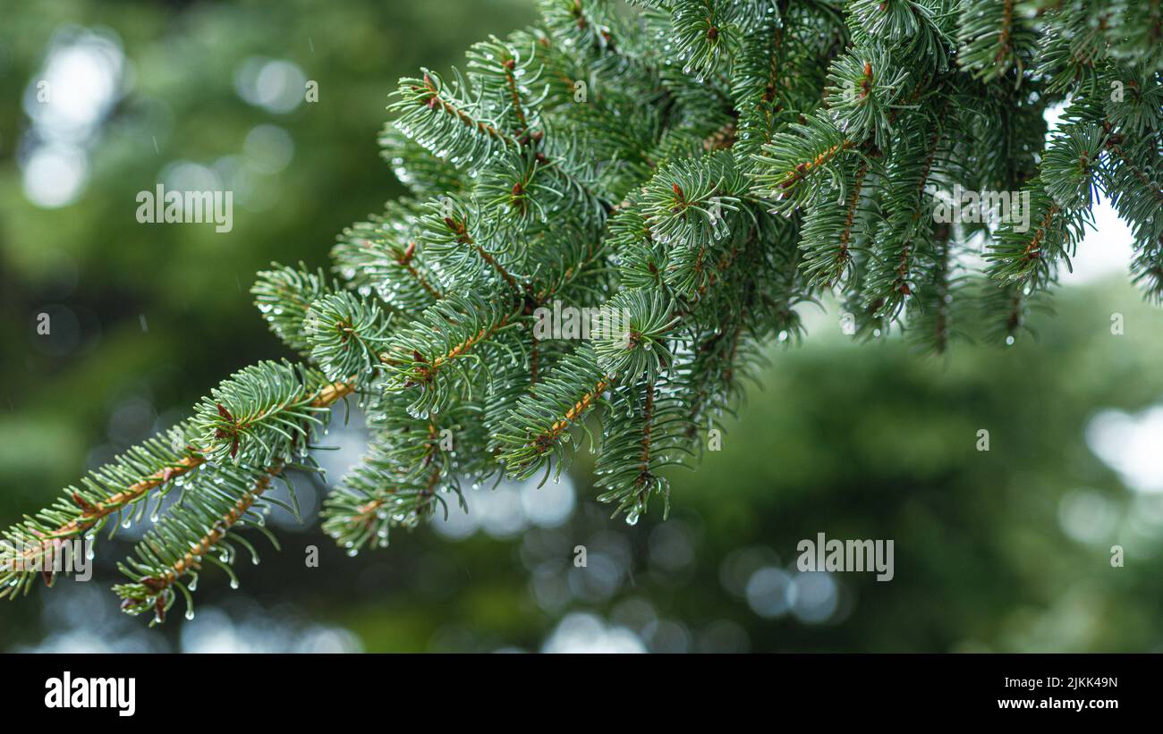 A closeup shot of spruce tree needles, thin green leaves Stock Photo