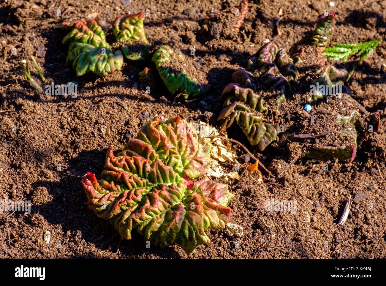 Plants growing in field botany hi-res stock photography and images - Alamy