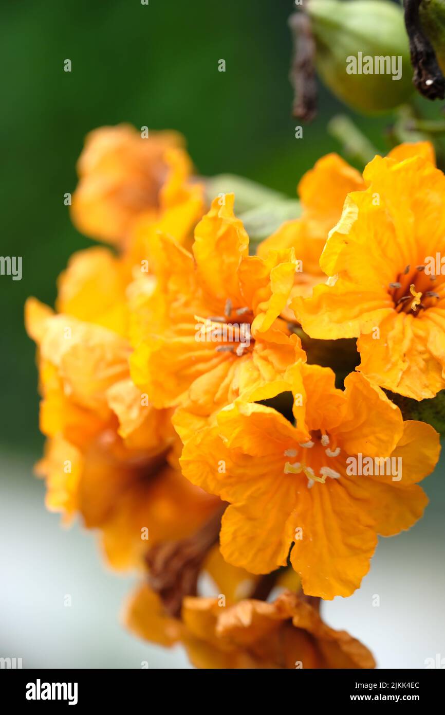 A vertical closeup shot of yellow cordia sebestena or geiger tree flowers Stock Photo