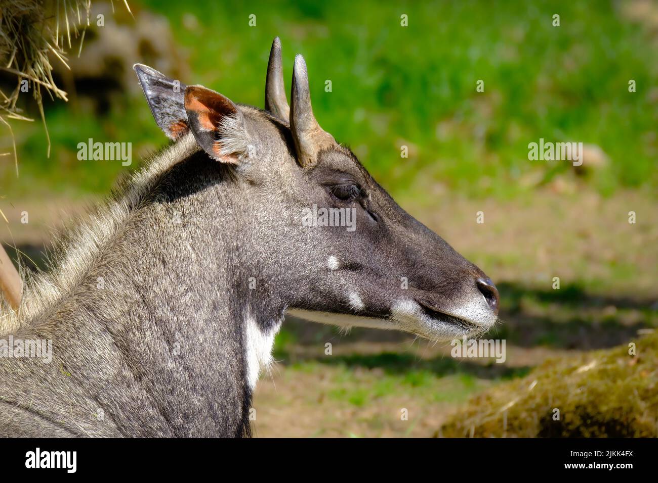 A Nilgai antelope walking in the wilderness Stock Photo - Alamy