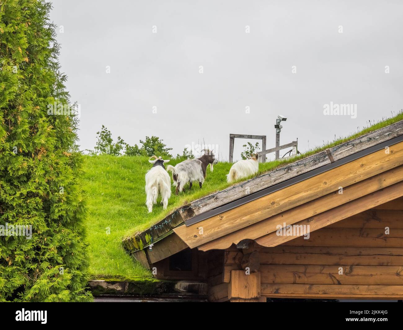 Goats on the roof of Al Johnson's Swedish Restaurant in Sister Bay in Door County Wisconsin USA Stock Photo