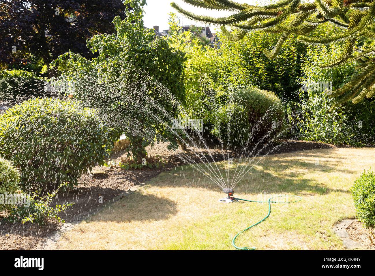 automatic watering grass with sprinkler Stock Photo Alamy