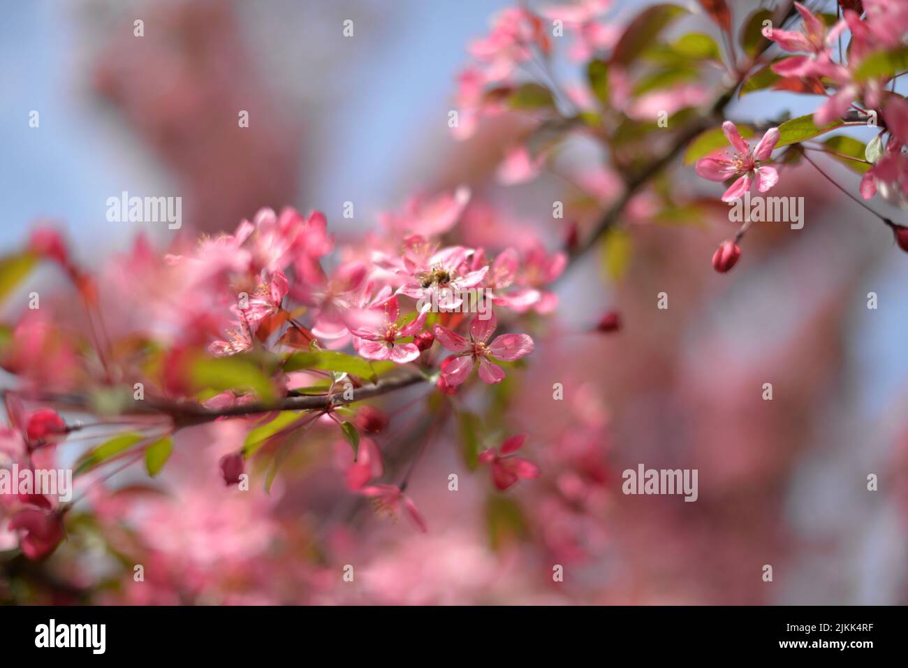 A close-up shot of cherry blossom flowers growing on a branch in a ...