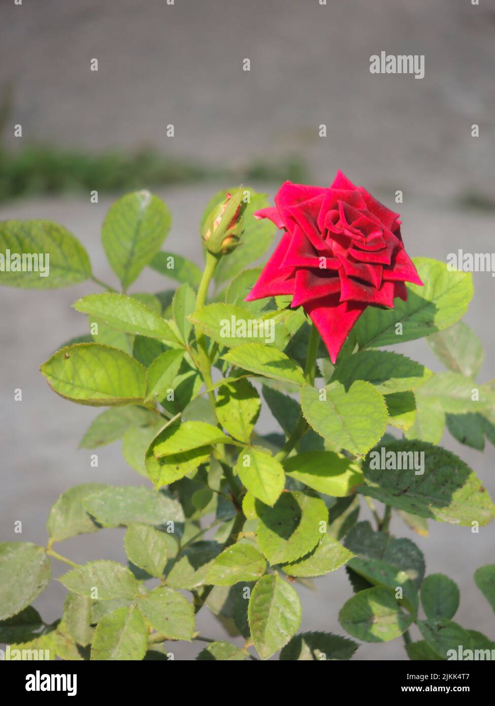 Garden red rose hi-res stock photography and images - Alamy