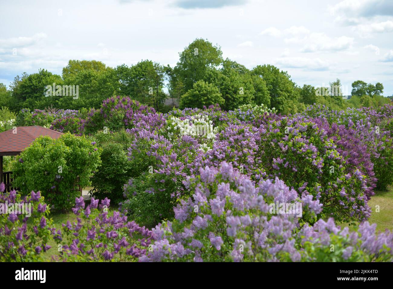 The lilacs blooming in a garden Stock Photo