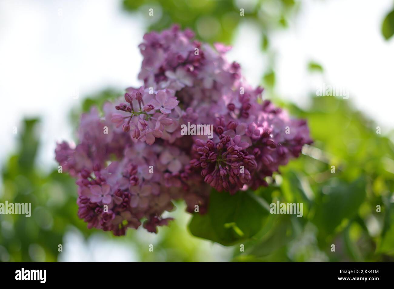 A selective focus shot of beautiful lilacs Stock Photo