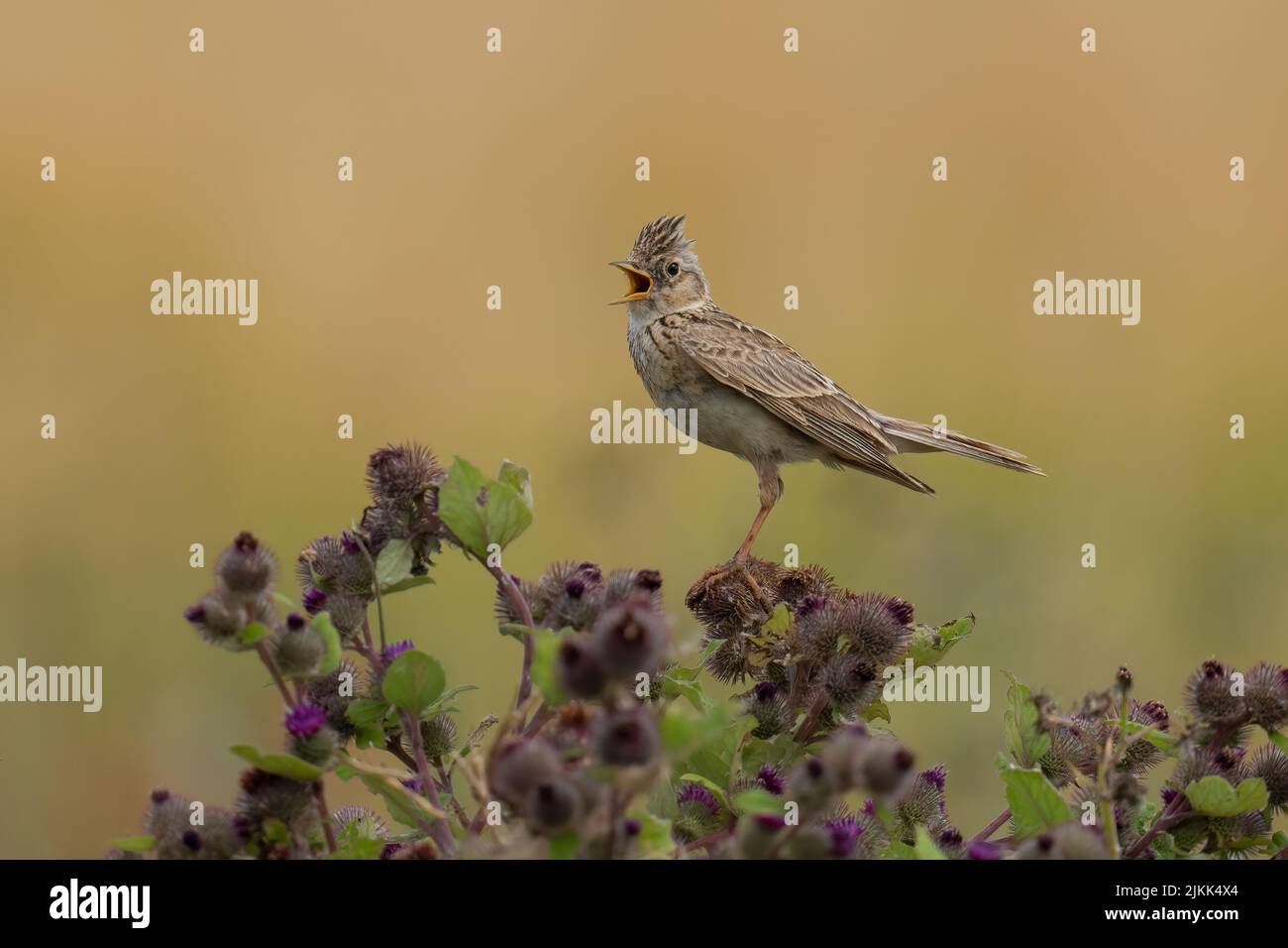 Skylark-Alauda arvensis perches on Burdock-Arctium in full song. Stock Photo