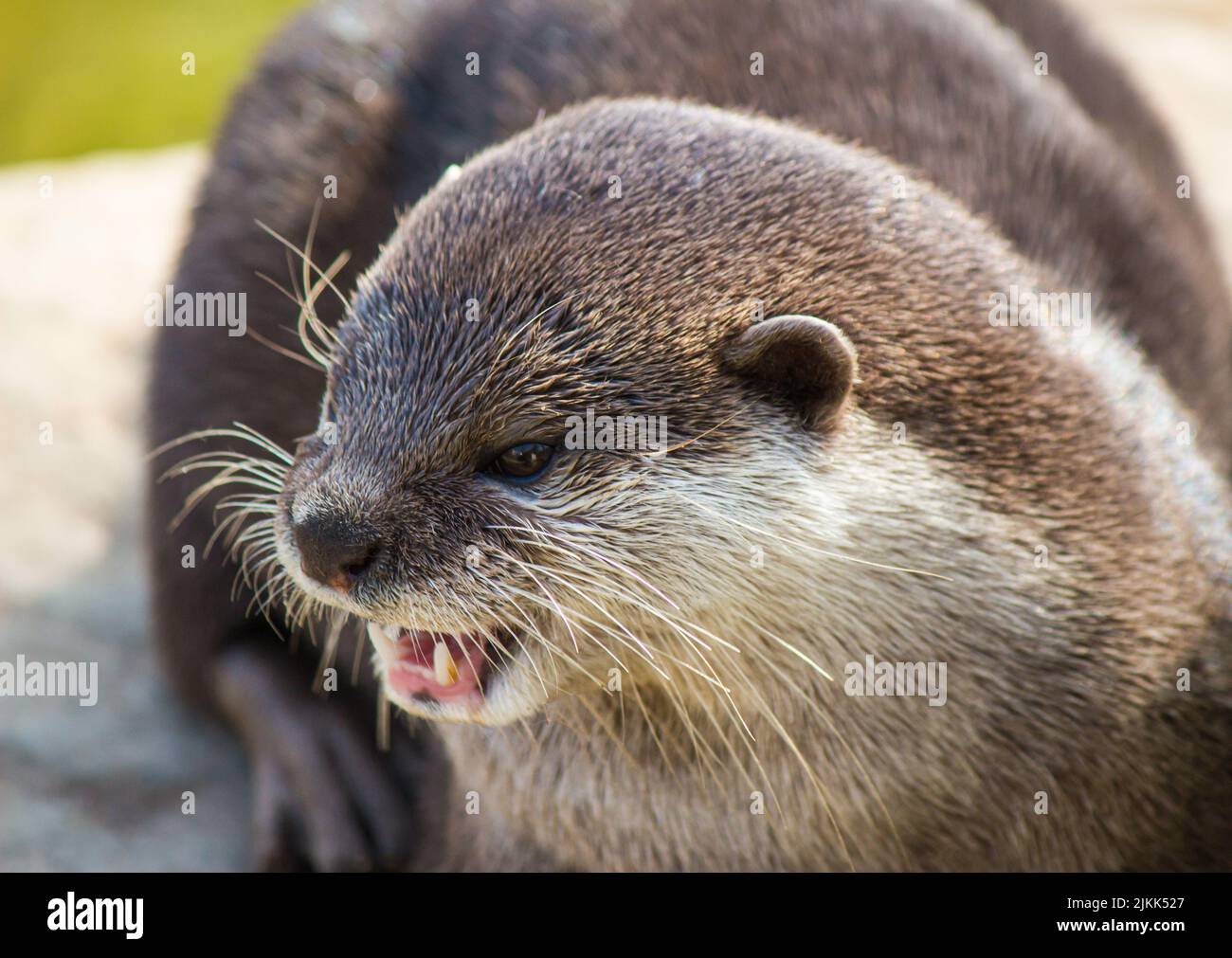 A Closeup Of An Angry Asian Small clawed Otter Showing Its Teeth Stock 