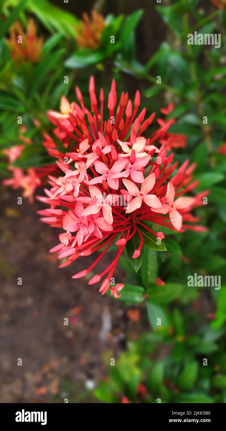 A vertical closeup of Ixora coccinea, jungle geranium, flame of the woods or jungle flame or pendkuli. Stock Photo