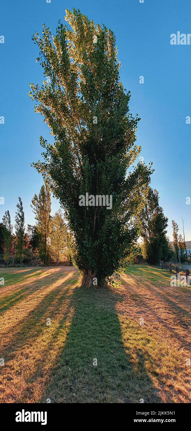 Beautiful shot yellow tree hi-res stock photography and images - Alamy