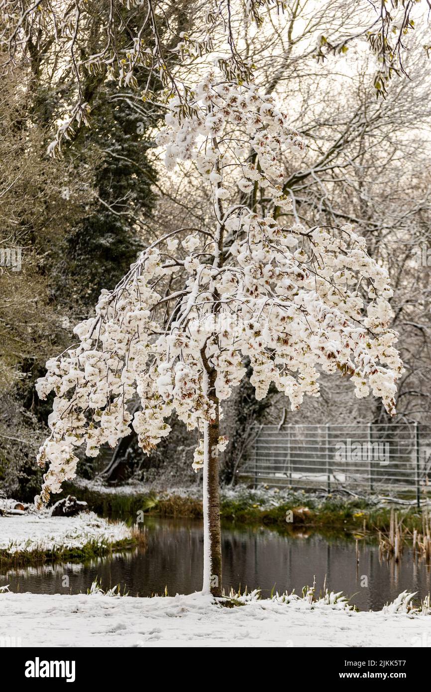 Frost covered Spring time blossom sudden confrontation with harsh ice ...