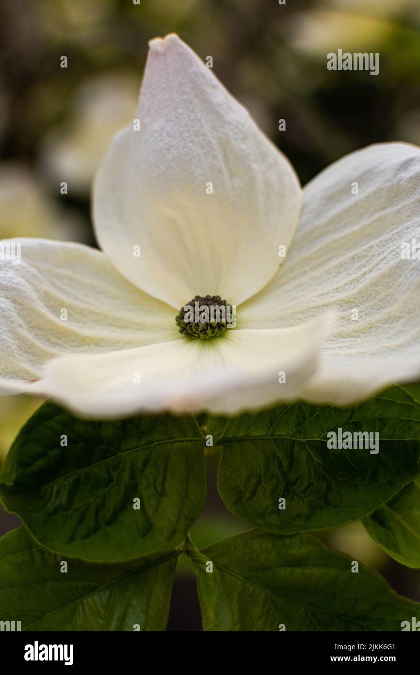 A vertical closeup of a beautiful flowering dogwood in a garden Stock Photo